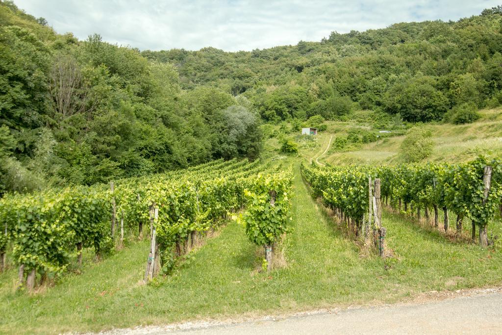 Turisticna Kmetija Stanfel Vila Podsabotin Exterior foto